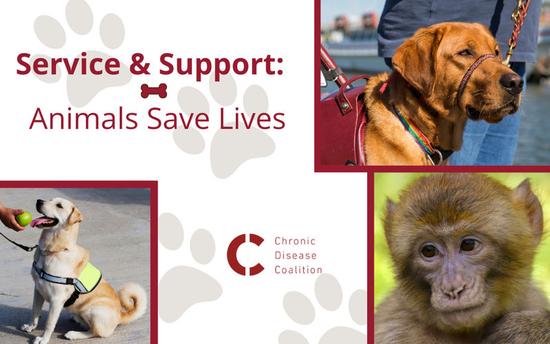 Service and Support: Animals Save Lives